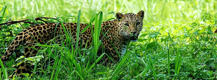 1771/The Riverwood Forest Retreats - Dooars 21.jpg